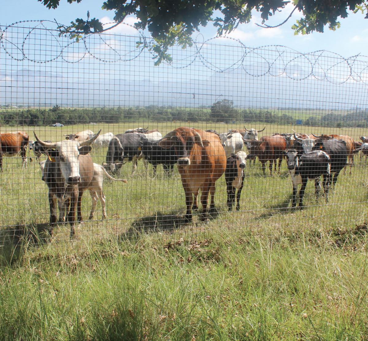 Gauteng IDC Nguni Cattle Development Trust is giving cattle to black farmers in Gauteng.