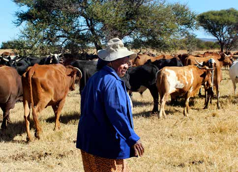 Rachel Mathabathe with some of her cattle at Ngwanaboko Farming project farm.