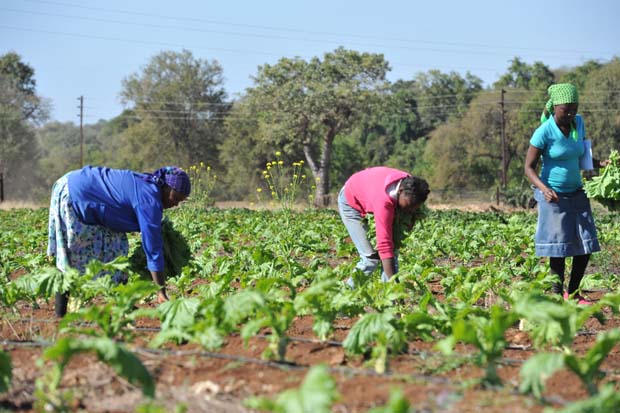 Since 1994, nearly 5 000 farms have been transferred to black people, benefiting over 200 000 families.