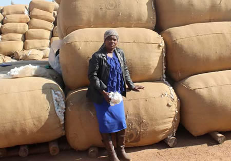 Maria Swele with cotton produced on her Loskop Cotton plant where she employs just over 100 people.