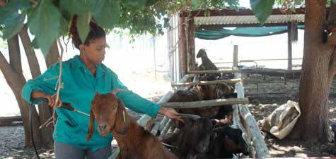 Thato Moagi spraying some of the goats to protect them from parasites.