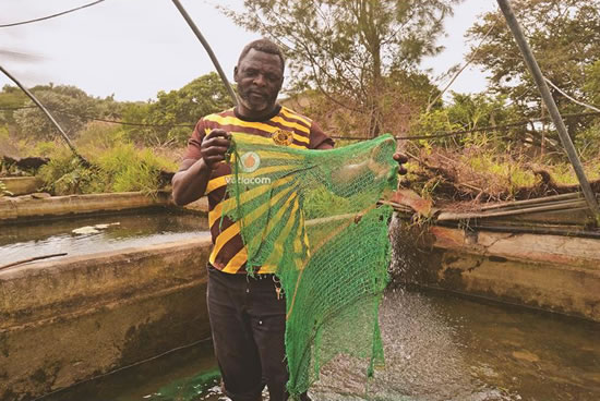 Bhekuyise Ngema uses a vegetable bag to move the eggs to a different tunnel.