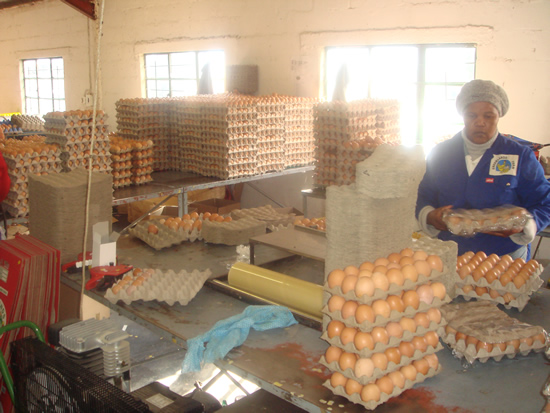 The farm produces 165 000 eggs daily.