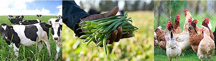 Eastern Cape rural farmers are benefitting from the land through government-funded initiatives.