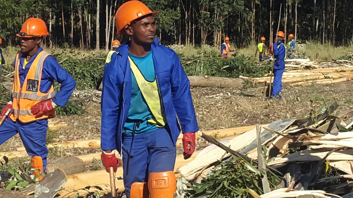 Community members at the Mkambati forestry project, near Flagstaff, at work on a project they own.