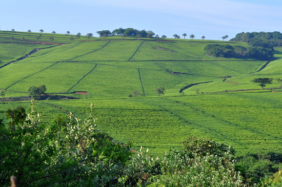 Uganda has big plans to transform the country's agricultural sector to help grow the economy.