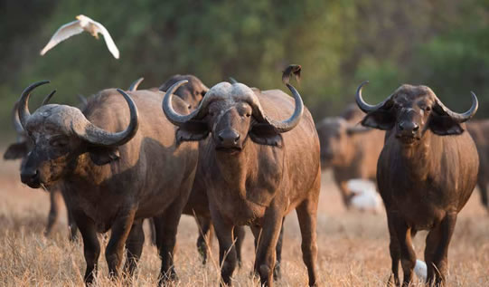 An African buffalo takes refuge from the hot sun at one of the farms owned by the Mulambwane CPA.