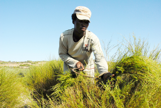 BRICS priorities include protecting small-scale farmers and climate-resilient agriculture. (Image: BSA)