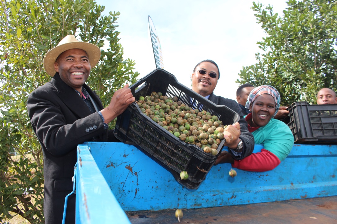 Eastern Cape Ncera Macadamia Farming director Mkhululi Phakade and the Eastern Cape Rural Development and Agrarian Reform MEC, Mlibo Qoboshiyane, offload a crate full of macadamia nuts, while Ncera Macadamia farm worker, Nonzukiso Batyi, looks on. Pic: DRDAR Communications.