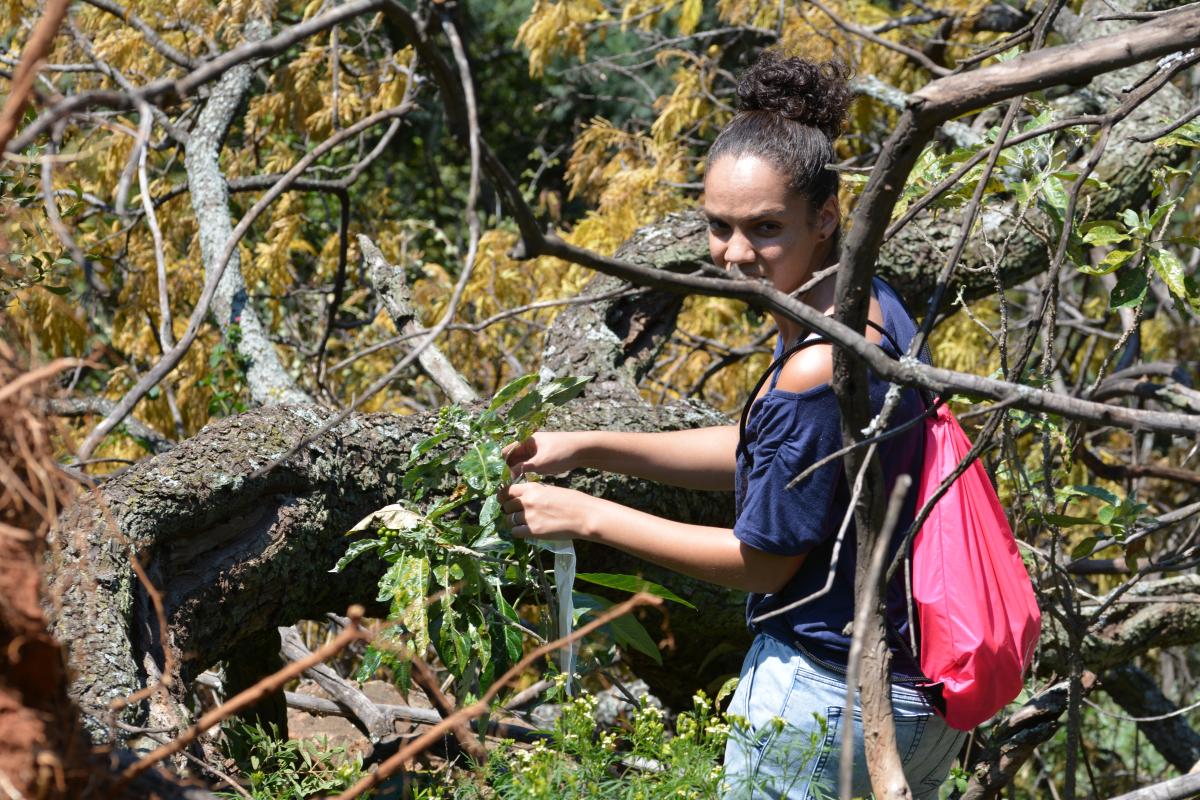 Ashton Welcome’s role in biosystematics is to unlock the mysteries of plant families examining the differences between species, while also exploring the importance of plants for humans and the environment alike.