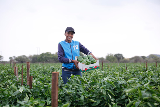 Mahlatse Matlakane is on her way to successful farm green peppers in Ga-Moisimane in Buchum just outside Polokwane in Limpopo.