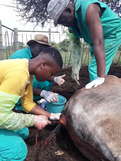Twenty-seven-year-old Dr Mukani Nobela surgically stitching a cow after it gave birth.