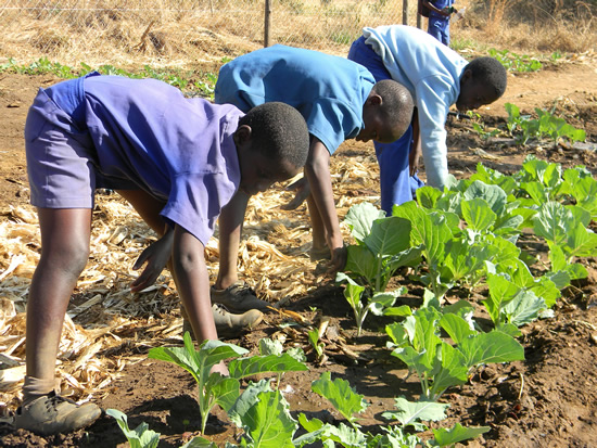 The Department of Basic Education wants to reduce malnutrition in schools that fall under quintile three.