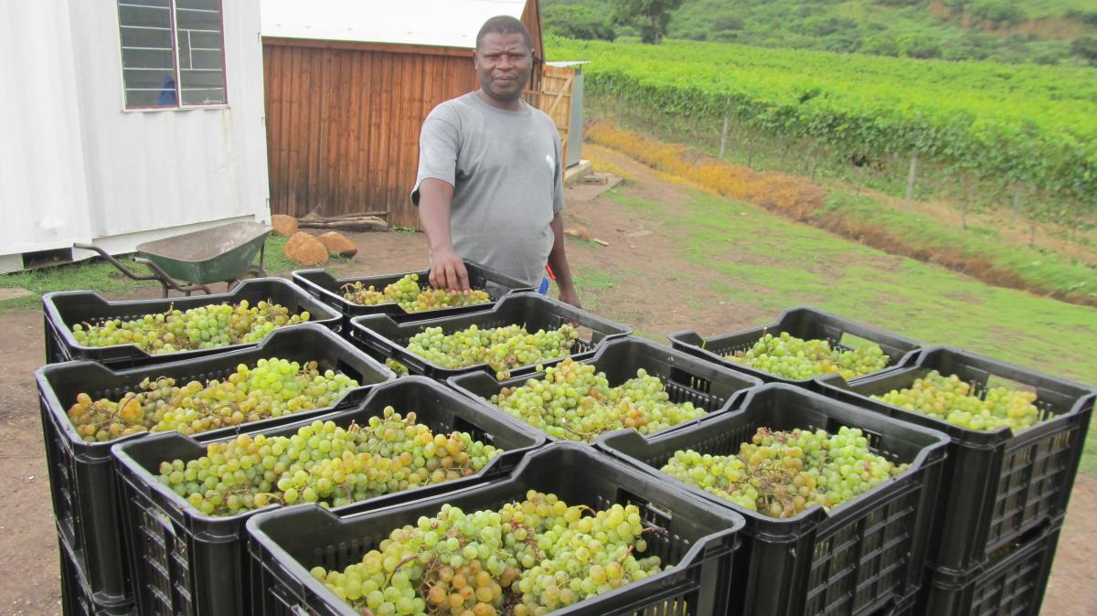 Induna Sipho Gumede with the first harvest of grapes in Mandeni.