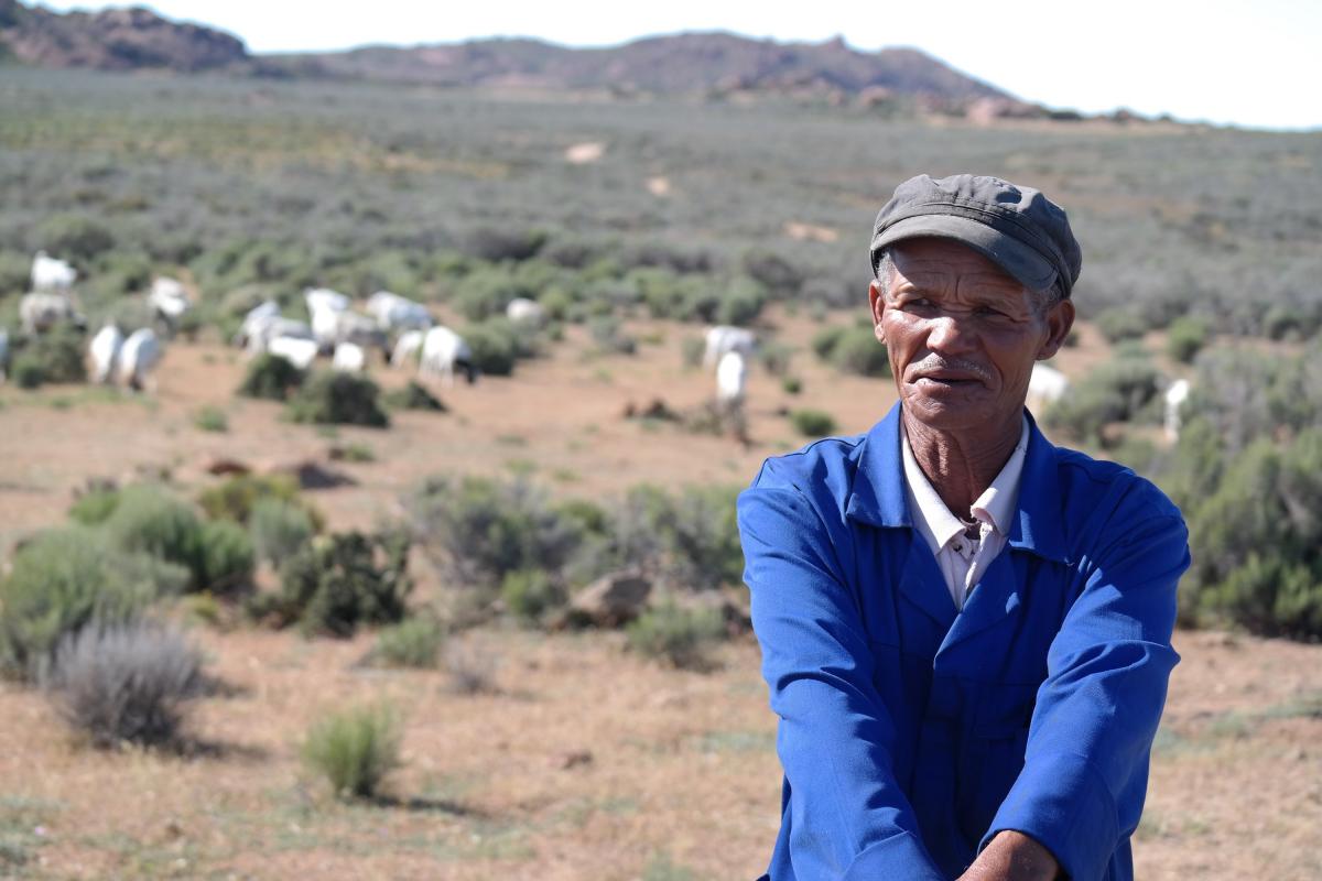 A farmer keeps an eye on his new climate-resilient sheep.