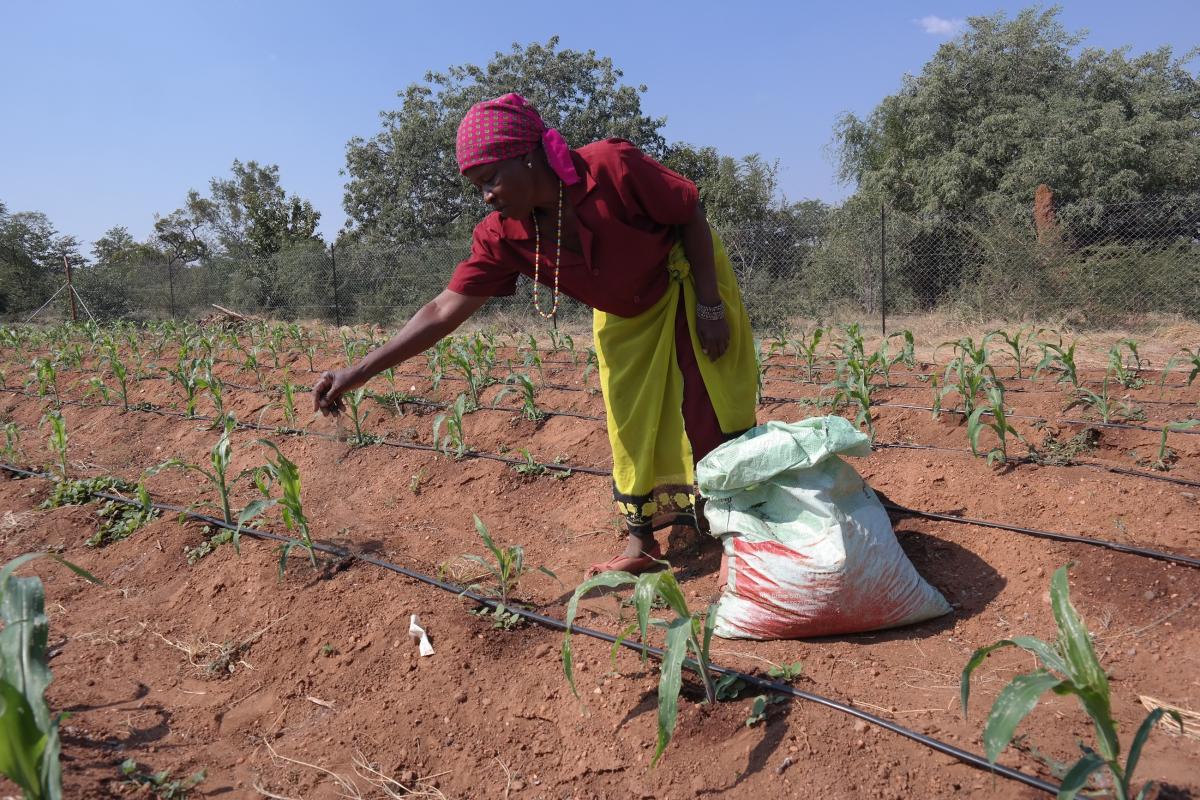 One of the ways that the Adaptation Fund assists rural female farmers is encouraging them to use climate resilient crops.