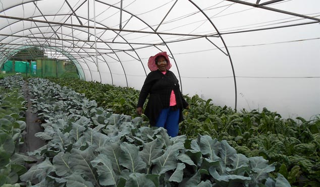 Hlaleleni Buthelezi shows off her hydroponically grown spinach, broccoli and cabbage.