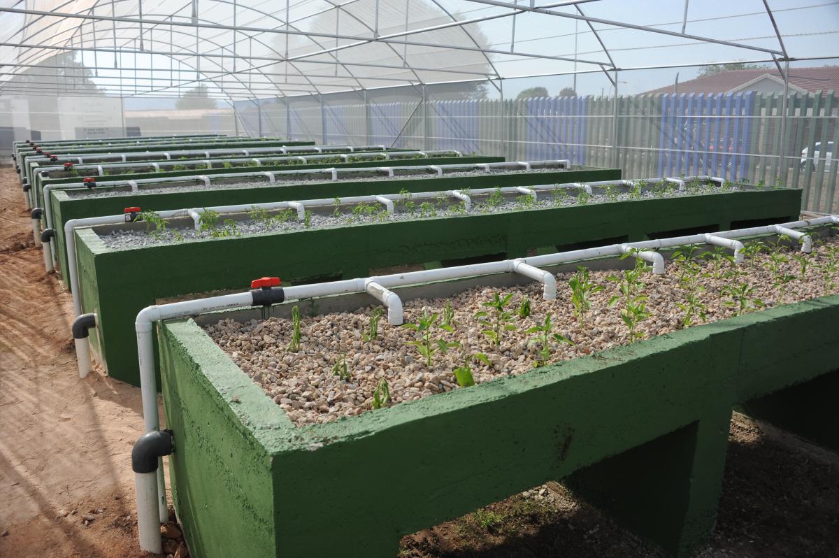 The farming method offers the perfect solution for growing food in urban areas with limited space and water. Vegetables are grown in trays stacked on top of each other, meaning that valuable ground space is not taken up.