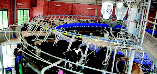 Cows being milked by a top-of-the-range milking facility at the Wittekleibosch Dairy Farm in Tsitsikamma in the Eastern Cape. The parlour was donated by the Eastern Cape Department of Rural Development and Agrarian Reform at the tune of R32 million.
