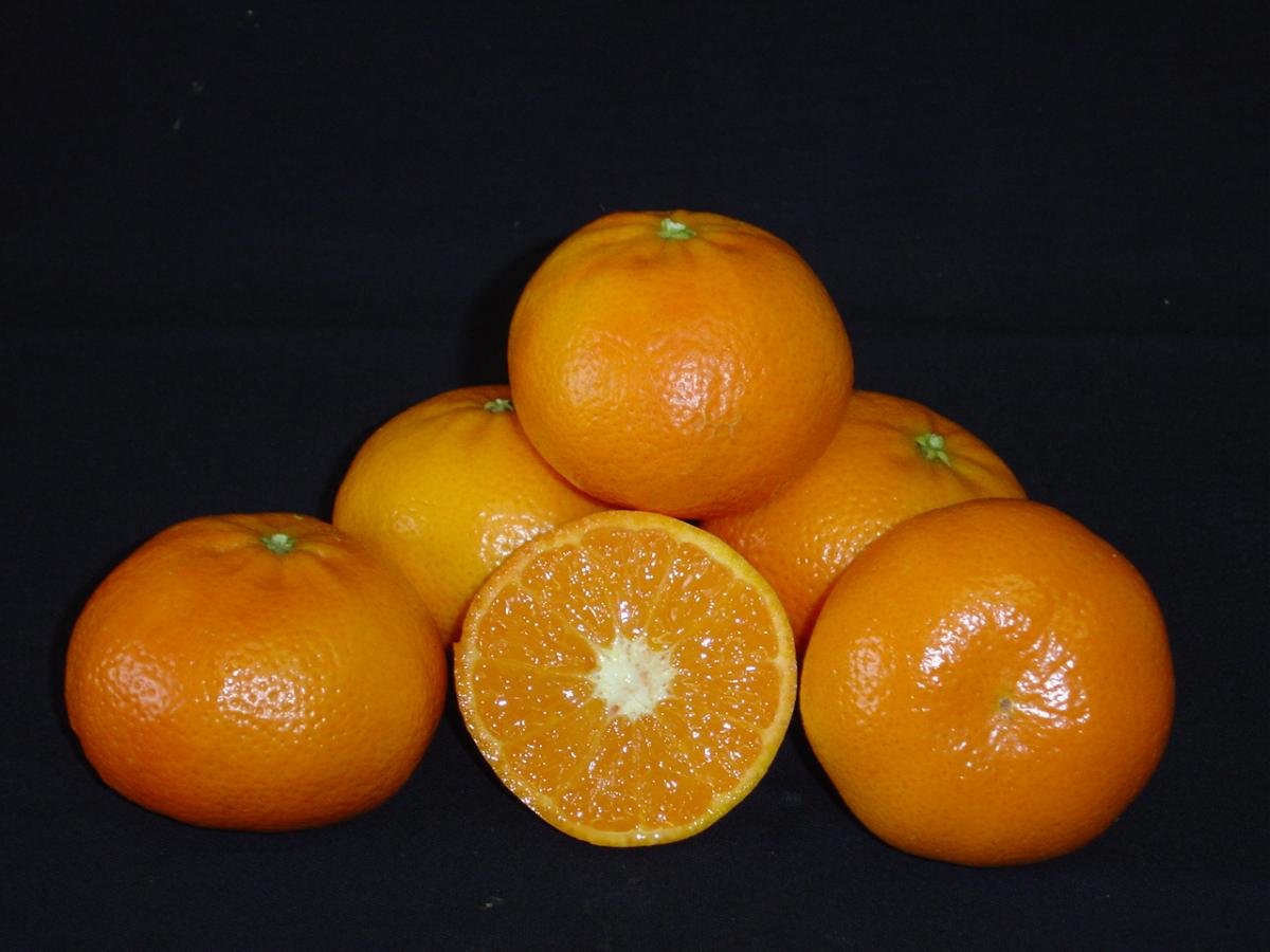The ARC Nadorcott, a citrus fruit that contains fewer seeds and has been trade named Clemengold.