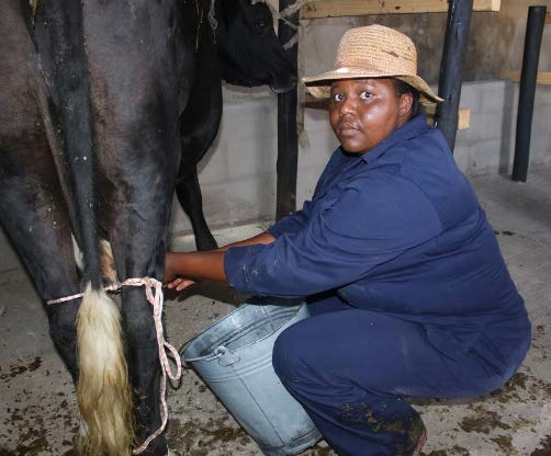 Beauty Mokoena milks one of her 12 cows, she hopes to grow her dairy farm.