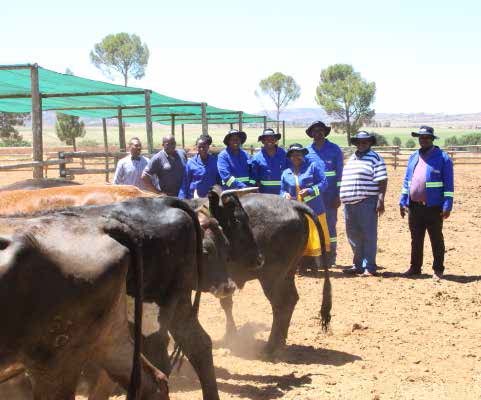 Feedlots are bringing Eastern Cape farmers much- needed relief from the drought.