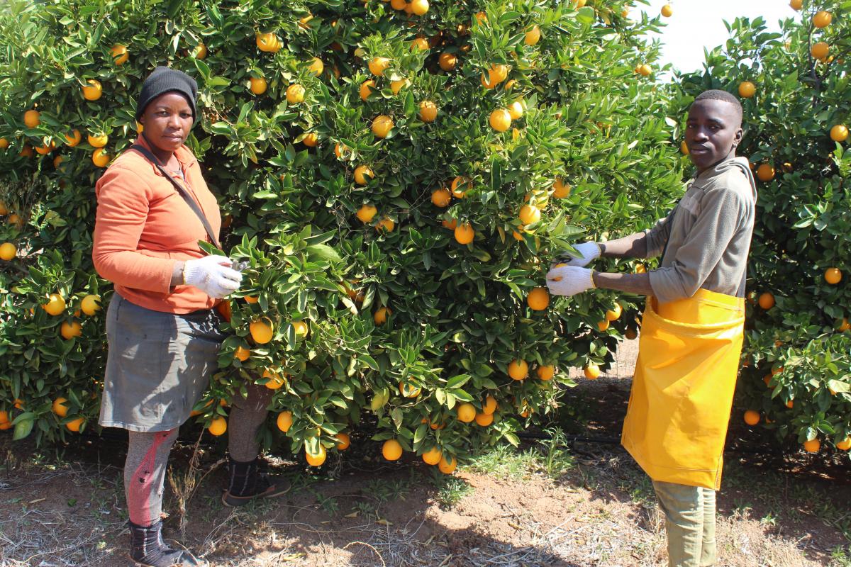 Batlhako Temo Co-operative has created job opportunities for locals in the community.