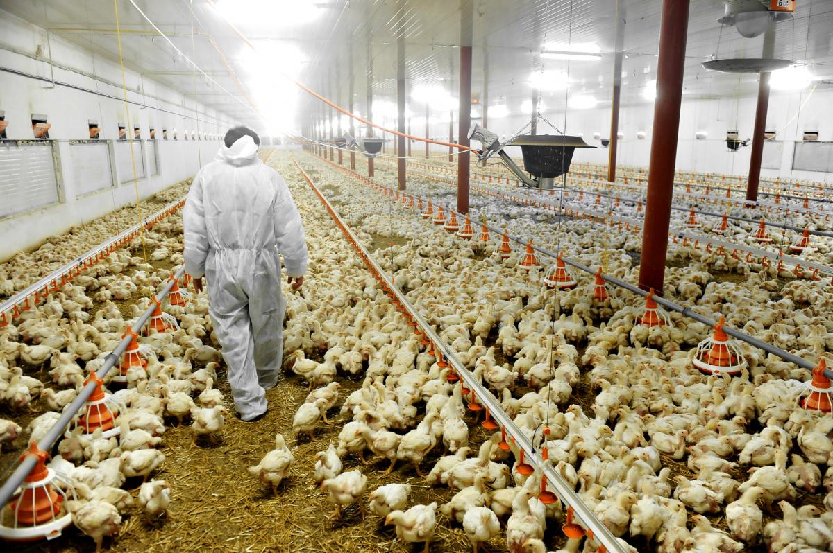 President Ramaphosa said the Poultry Master Plan will support chicken farmers.