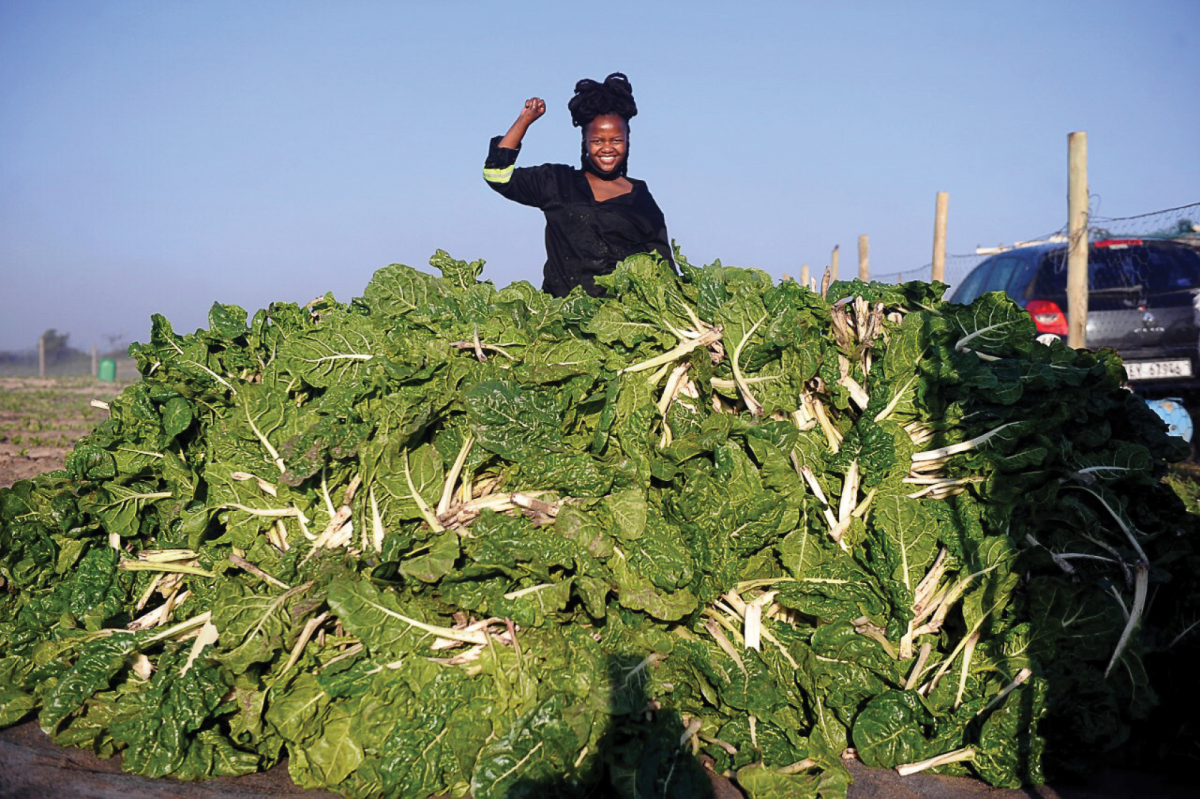 Running a successful spinach farm is all in a day’s work for budding farmer Ncumisa Mkabile.