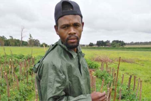 Njabulo Mabaso sees himself becoming a major supplier of spinach throughout Mpumalanga. 
