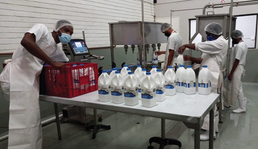 Workers at South Western Dairy in North West. Workers at South Western Dairy in North West.