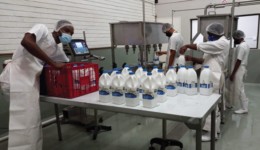 Workers at South Western Dairy in North West.