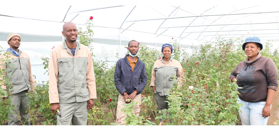 Pule Letsobe, Tshepo Metsa, Thabo Modise, Neo Malebo and Refiloe Malebo are running a lucrative rose garden in Parys, Free State.