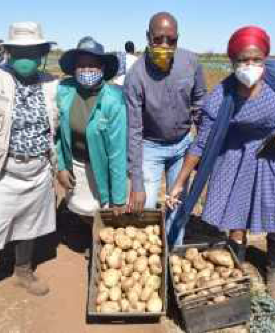 Farmers from Bochum in Limpopo have partnered with Potatoes SA to produce topquality potatoes.