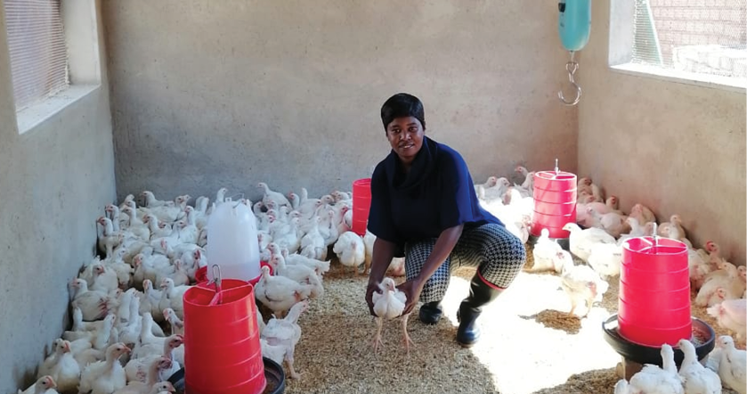 Khethiwe Maseko in her chicken production house.