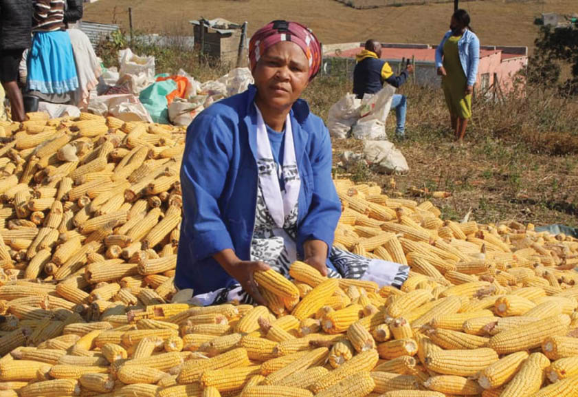 Nowinile Majola with maize that her cooperative grows.