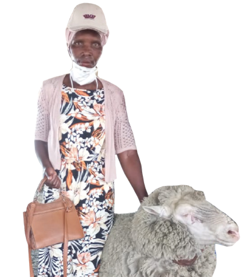  Nokwanda Booi won the best ram farmer award in the Mbhashe Local Municipality.