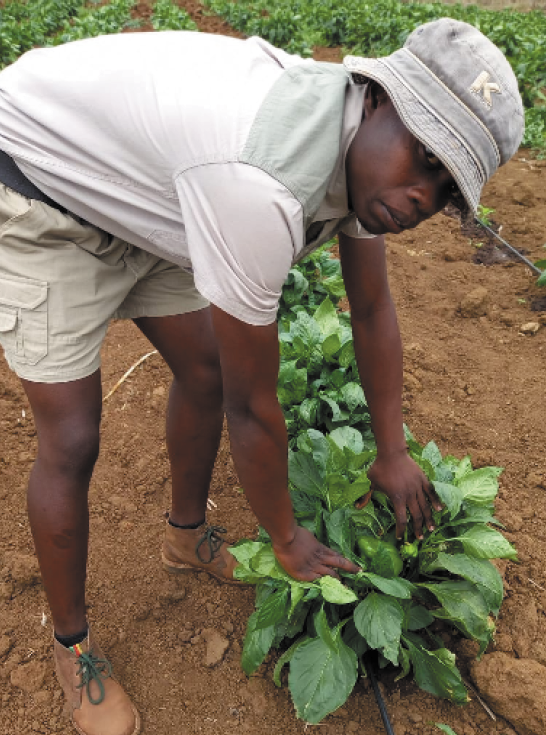 Garlic farmer Khodani Maano is reaping the benefits of the skills he has gained through his studies.
