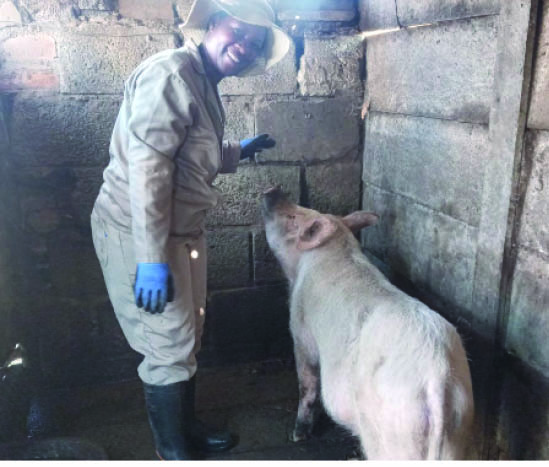 Dinewo Ntshanana raises and breeds domestic pigs as livestock for commercial purposes.