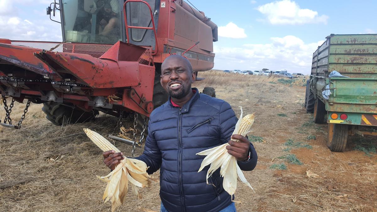 Emerging farmers Lerako Naphtaly and Kagiso Molebaloa harvest white maize to be supplied to Tiger Brands. Photo: Owen Mngadi