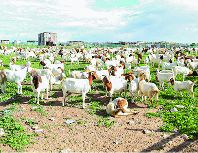 Thembelihle cooperative recently received over R6 million in equipment and support from government.