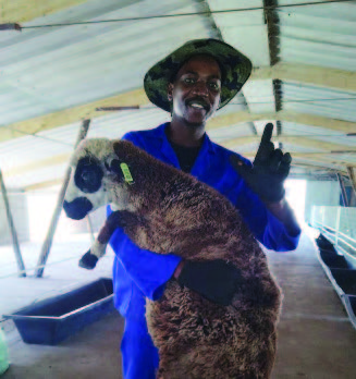 While several cooperatives in Cato Ridge focused on poultry and pigs, which the area is known for, KZN Lamb chose to be innovative and specialise in lamb.