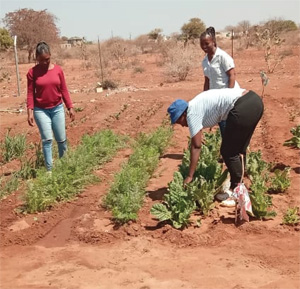 Community gardens