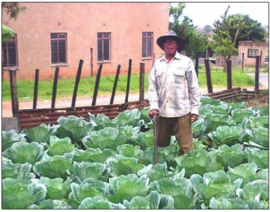 Photo caption: Christopher Zwane shows off the cabbages he grows in his backyard in Thandukukhanya, Mpumalanga.(Photographer: Siphiwe Nyathi/AENS)