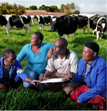 Coromandel Farm administrative manager Sipho Ngwenyama takes stock of the farm’s livestock with the help of fellow farm workers turned owners.