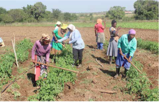 Ikhwezi produce their vegetables from a 12-hectare farm situated in Skwahlane, about 60km from Nelspruit. (Picture: Mduduzi Tshabangu)