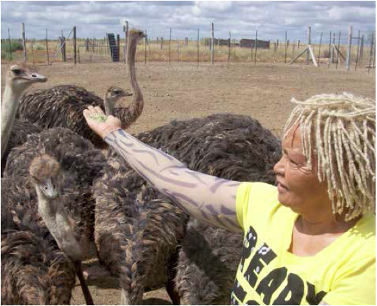 Photo caption: From teacher to successful farmer, Felicity Fillies is taking local ostrich farming to international heights.