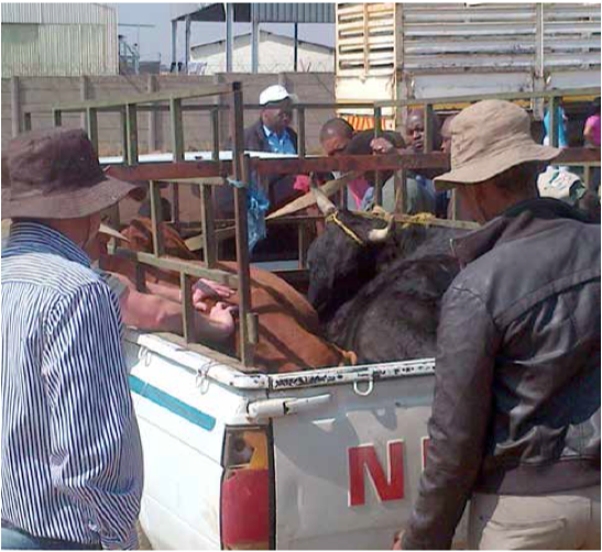 Photo caption: Police and farmers with cattle that were stolen and recovered from a farm in KwaGuqa.