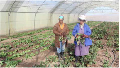 Former domestic worker Maria Nkhoke of Mantsopa Mothers in Manyatseng, Ladybrand, has made a success of hydroponics - a farming method which produces high yields. (Picture: Mduduzi Tshabangu)