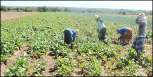 Since 1994, 5 000 farms have been transferred to black people who were forced off their land through apartheid laws.